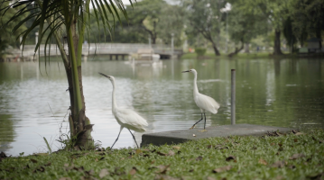 Moving together towards improving the health and wellbeing of the citizens: The third Asia-Pacific Urban Forestry Meeting (APUFM)