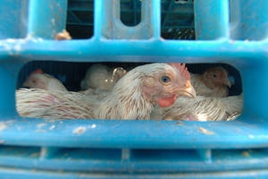 Influenza virus H7N9 now detected in southern China increasing risk of cross-border spread