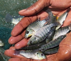 Global fisheries and aquaculture hard hit by COVID-19 pandemic, says FAO report