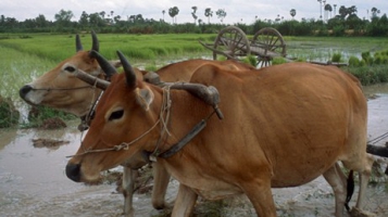 More than 100 nations support new strategy on livestock disease