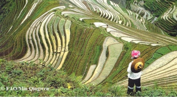 Asia-Pacific’s World Agricultural Heritage sites offer future food security solutions