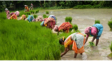 Rice exports surged in 2014 setting a new record – FAO  