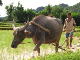 Media advisory - Press conference on "Rinderpest’s final days"