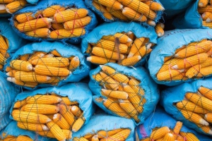 Developing bioenergy without threatening food-security in Southeast Asia