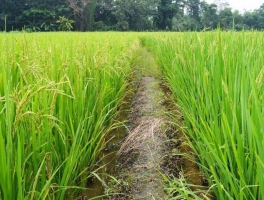 FAO revises upward global rice production for 2013