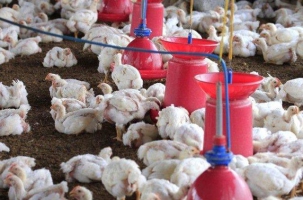 Call to stay alert for influenza A(H7N9) in China 