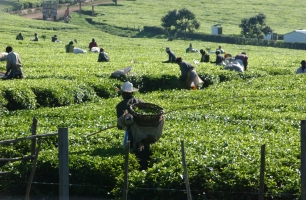 Global tea consumption and production driven by robust demand in China and India