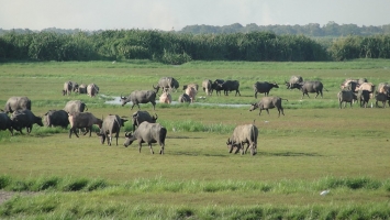 Thailand receives its first Globally Important Agricultural Heritage System recognition 