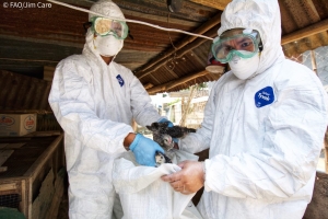 FAO’s Asia-Pacific Emergency Centre for Transboundary Animal Diseases prepares five year plan to be ready for next wave of zoonotic diseases  