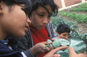 Proyecto Piloto - Escuelas Sostenibles, en la Región de Junín - Perú 