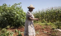 FAO e-conference explores contribution of small farms to food security and nutrition (10-23 October 2016)