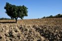 Photo: ©FAO/Riccardo Venturi