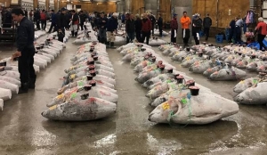 Transboundary Diagnostic Analysis report for fisheries launched