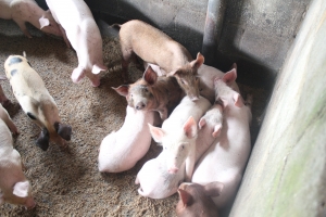 Keeping Samoa safe from African Swine Fever 