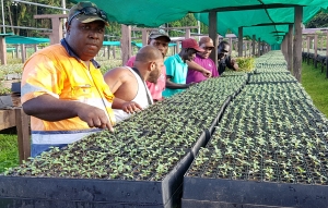 Forestry management project for Solomon Islands moving ahead