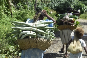 FAO improves the food security of South Pentecost communities in Vanuatu