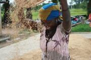 En Côte d’Ivoire, APRAO rassemble les acteurs de la chaîne de valeur du riz sur une plateforme départementale