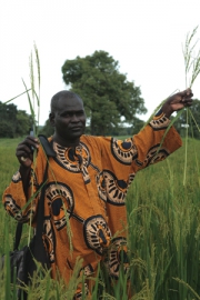 Le projet APRAO renforce le système semencier au Mali