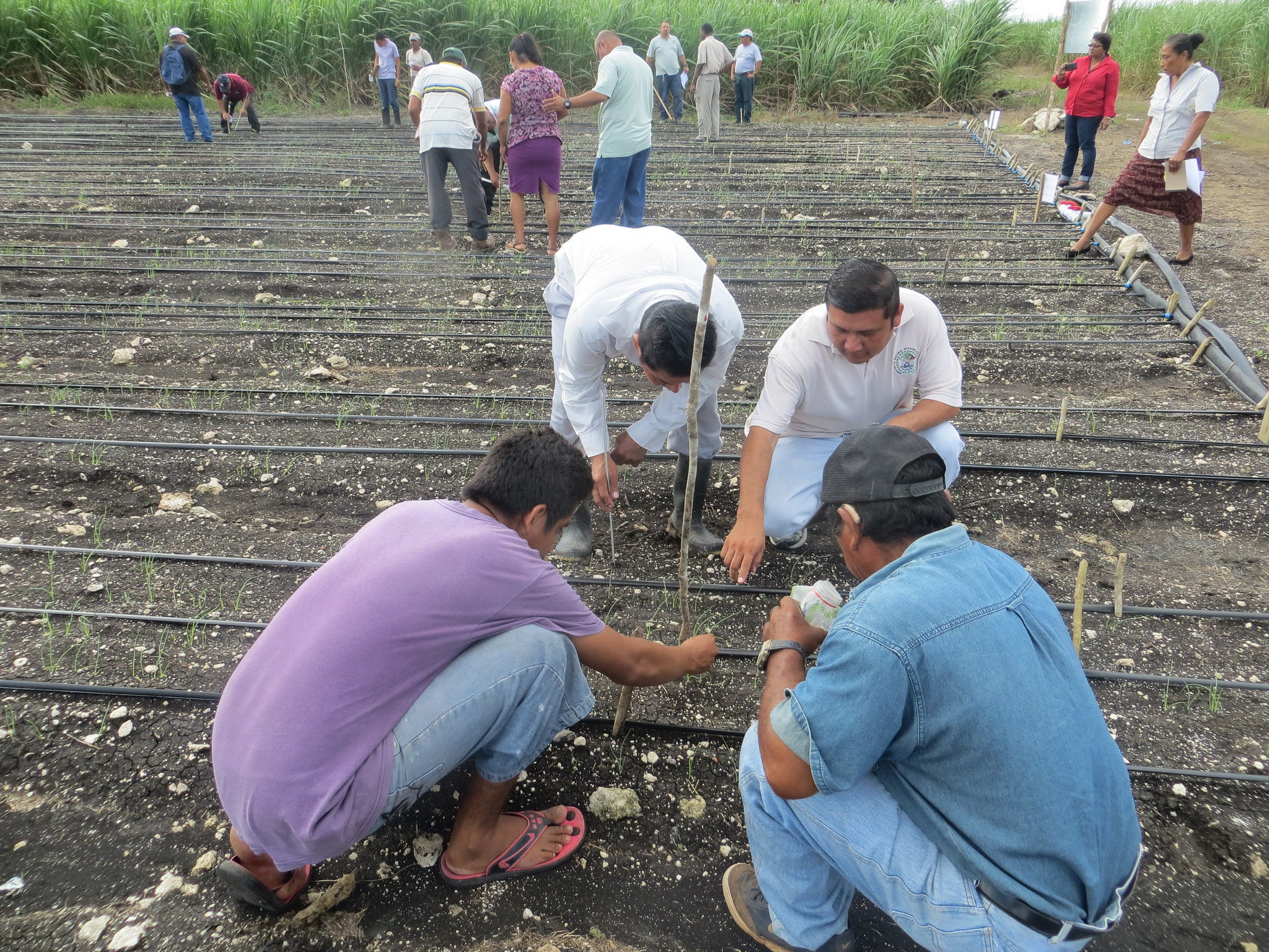 ©FAO/Deanne V. Ramroop