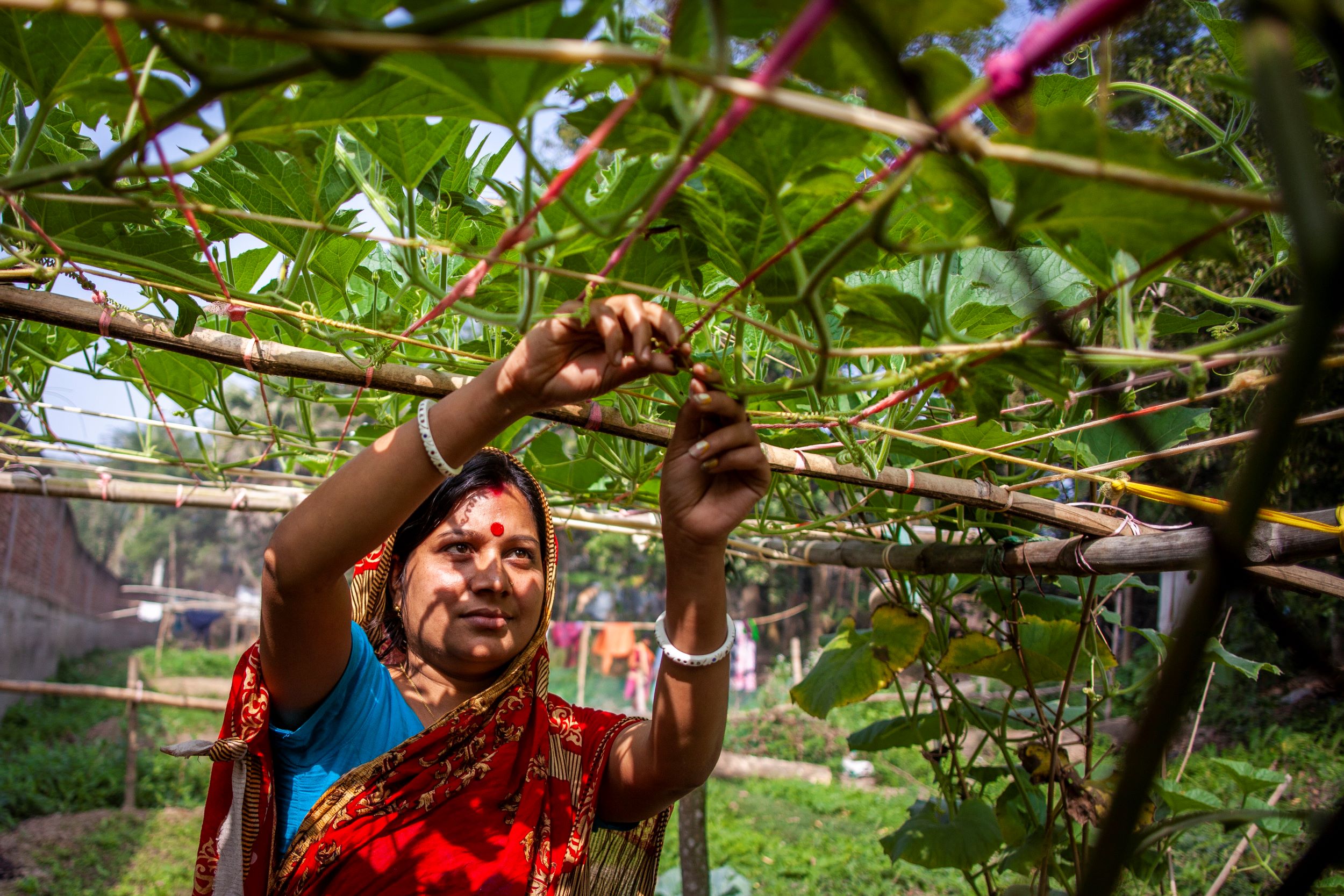 ©FAO/Ehsan Kabir