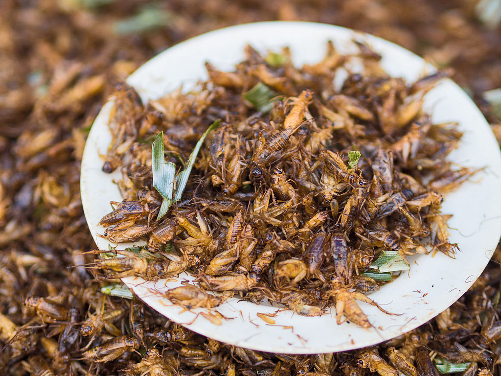 Crickets image: Takeaway via Wikimedia Commons (CC BY-SA 3.0), the rest ©FAO/Giuseppe Carotenuto