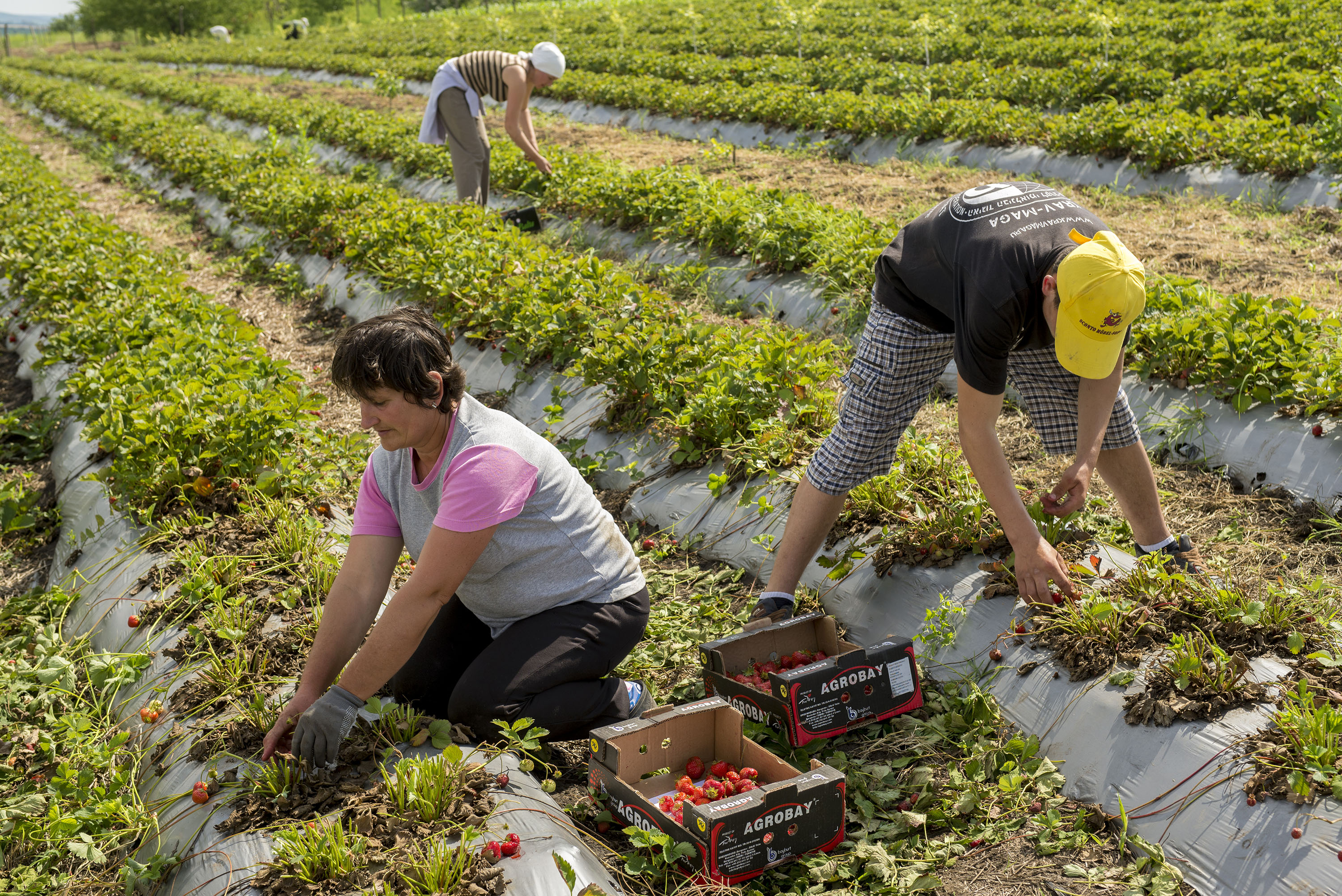 ©FAO/Dorin Goian