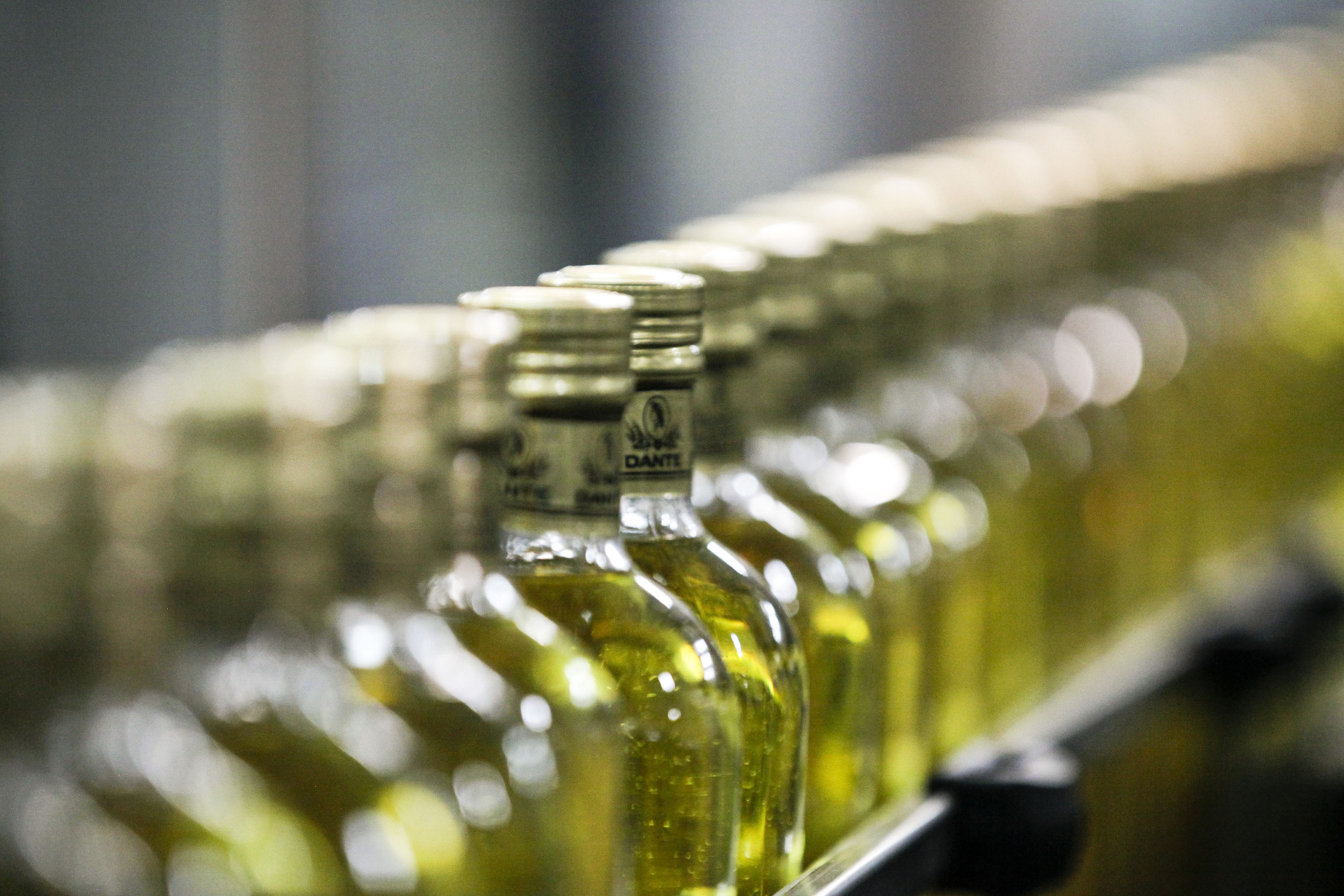 FAO and EBRD support sustainable olive oil production in Tunisia | Support to Investment | Food and Agriculture Organization of the United Nations