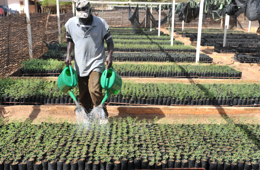 Harvesting gum arabic in Sudan – in pictures, Global development