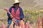Growing quinoa in the Andean high plateau ©Claudio Guzmán for FAO