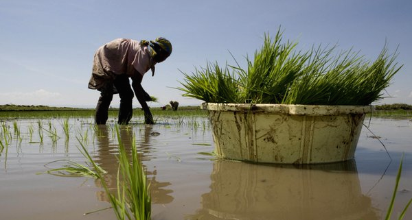 El clima está cambiando. La alimentación y la agricultura también.