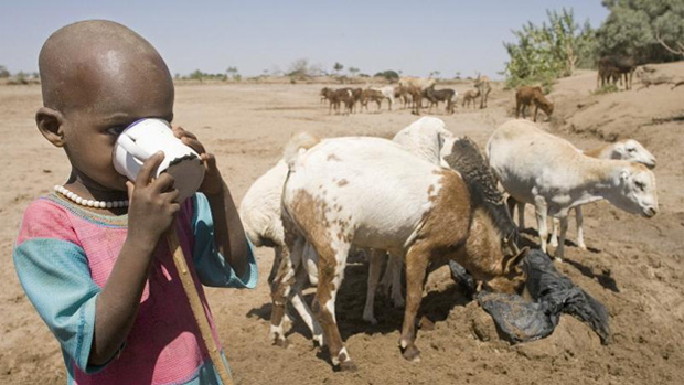 El papel de la leche y los productos lácteos en la nutrición humana forma parte del trabajo de la FAO en Cooperación Internacional