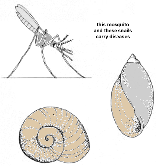 0534-01.gif (35547 byte)