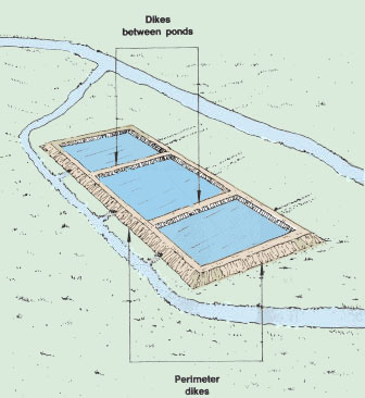 6. Fish Pond Construction