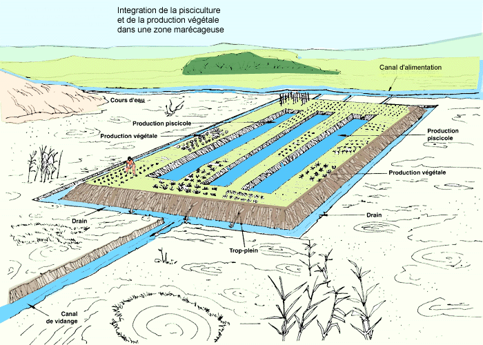 Construction et dimensionnement des étangs de baignade