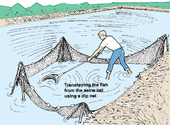 MANAGEMENT for freshwater fish culture