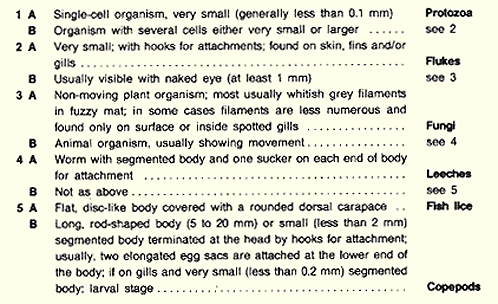 261a.GIF (44969 byte)