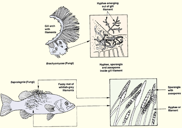 261b.GIF (41500 byte)