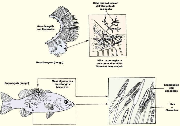 261b.GIF (41500 byte)