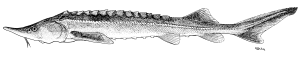 Siberian sturgeon