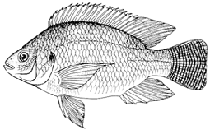 FAO - Oreochromis niloticus