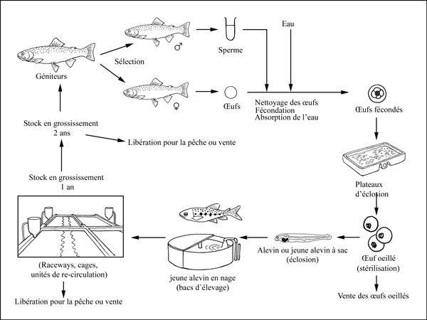 Suceur de pierres • Crossocheilus latius • Fiche poissons
