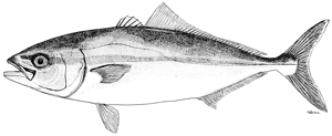 Seriola quinqueradiata