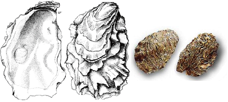 Pacific cupped oyster