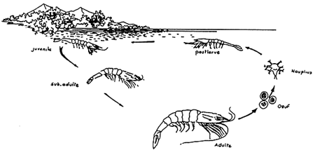 Fig.3.