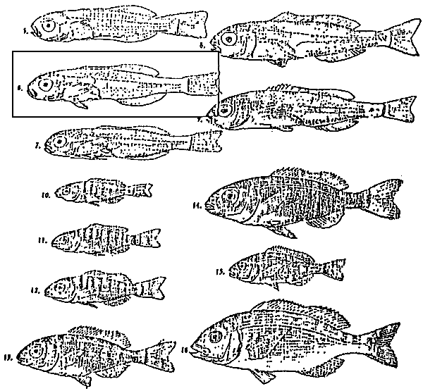fig. 11. 3