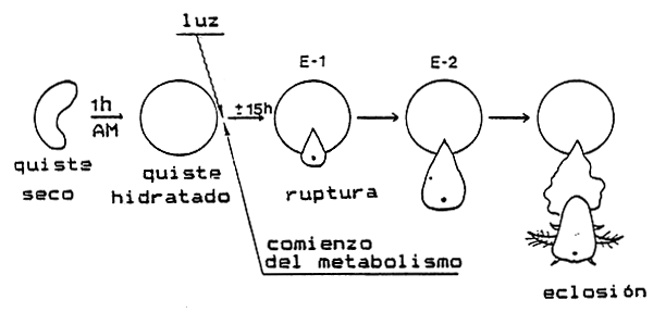 Figura 3