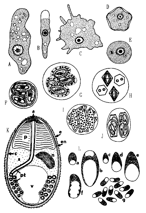 DIAGNOSTICS, PREVENTION AND THERAPY OF FISH DISEASES AND INTOXICATIONS