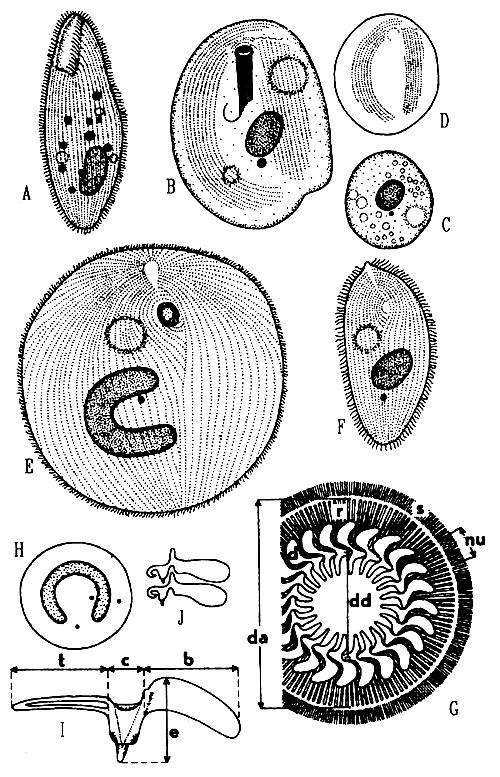 Fig. 10