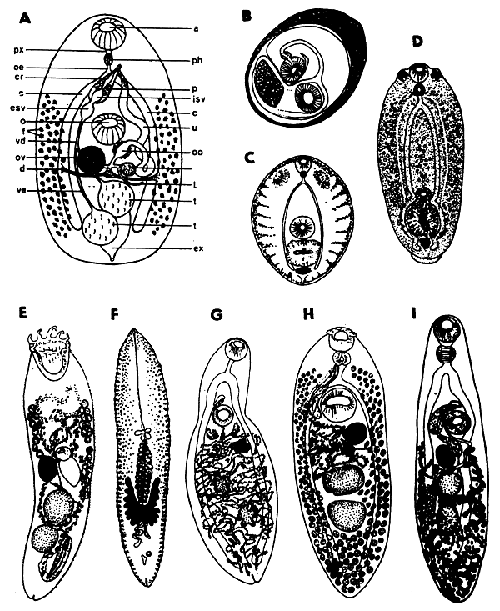 Fig. 13