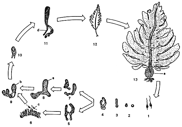 Figure 18.